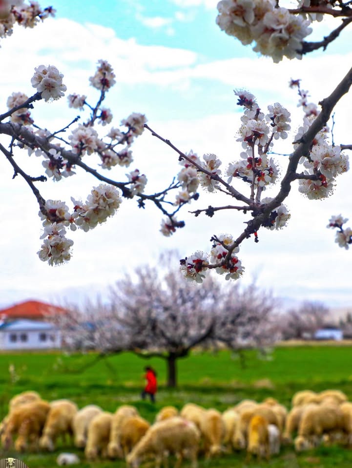 Kahta Müftülüğü'nün Köy Sohbetleri Etkinliği Devam Ediyor