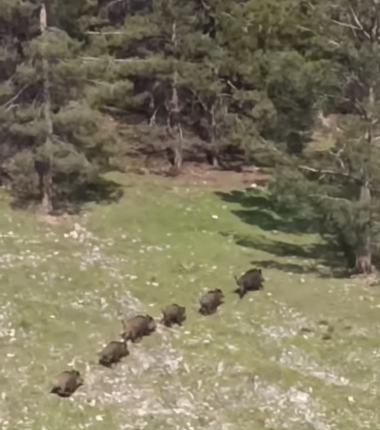 Adıyaman'da Mesire Alanında Domuzlar Sürü Halinde Kameraya Yakalandı