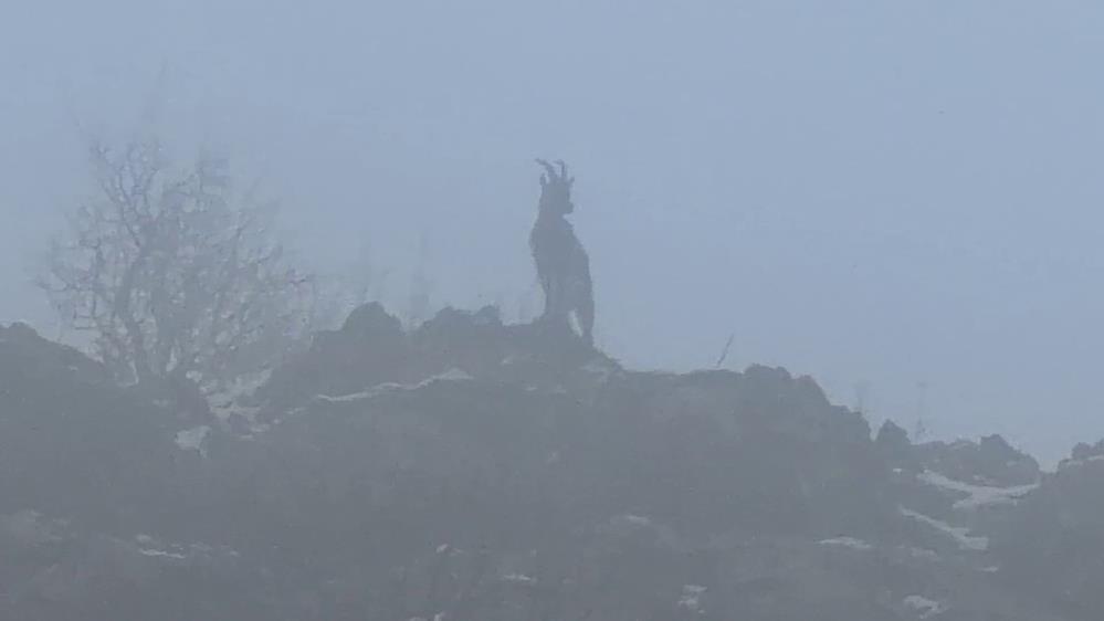 Adıyaman’da Sisli Havada Ortaya Çıkan Dağ Keçileri, Doğayla Bütünleşen Görüntüleriyle İzleyenlere Görsel Şölen Sundu
