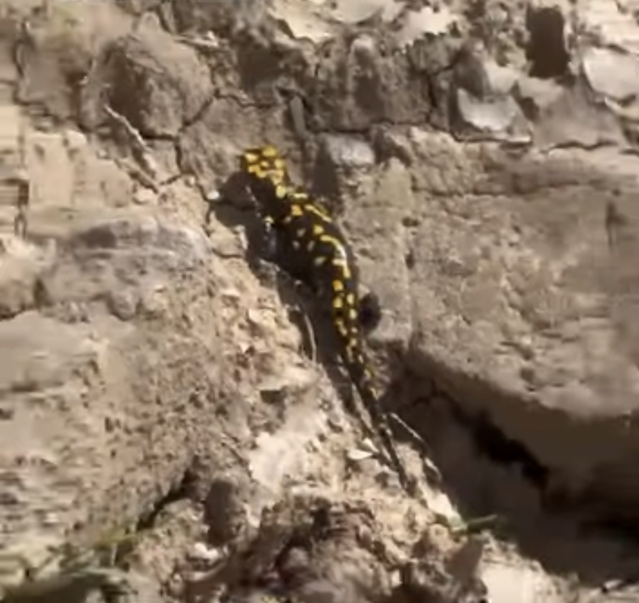 Adıyaman'nın Gerger İlçesinde, Nesli Tükenme Tehlikesi Altında Olan (Salamandra İnfraimmaculata) Görünmesi Doğa Severleri Heyecanlandırdı