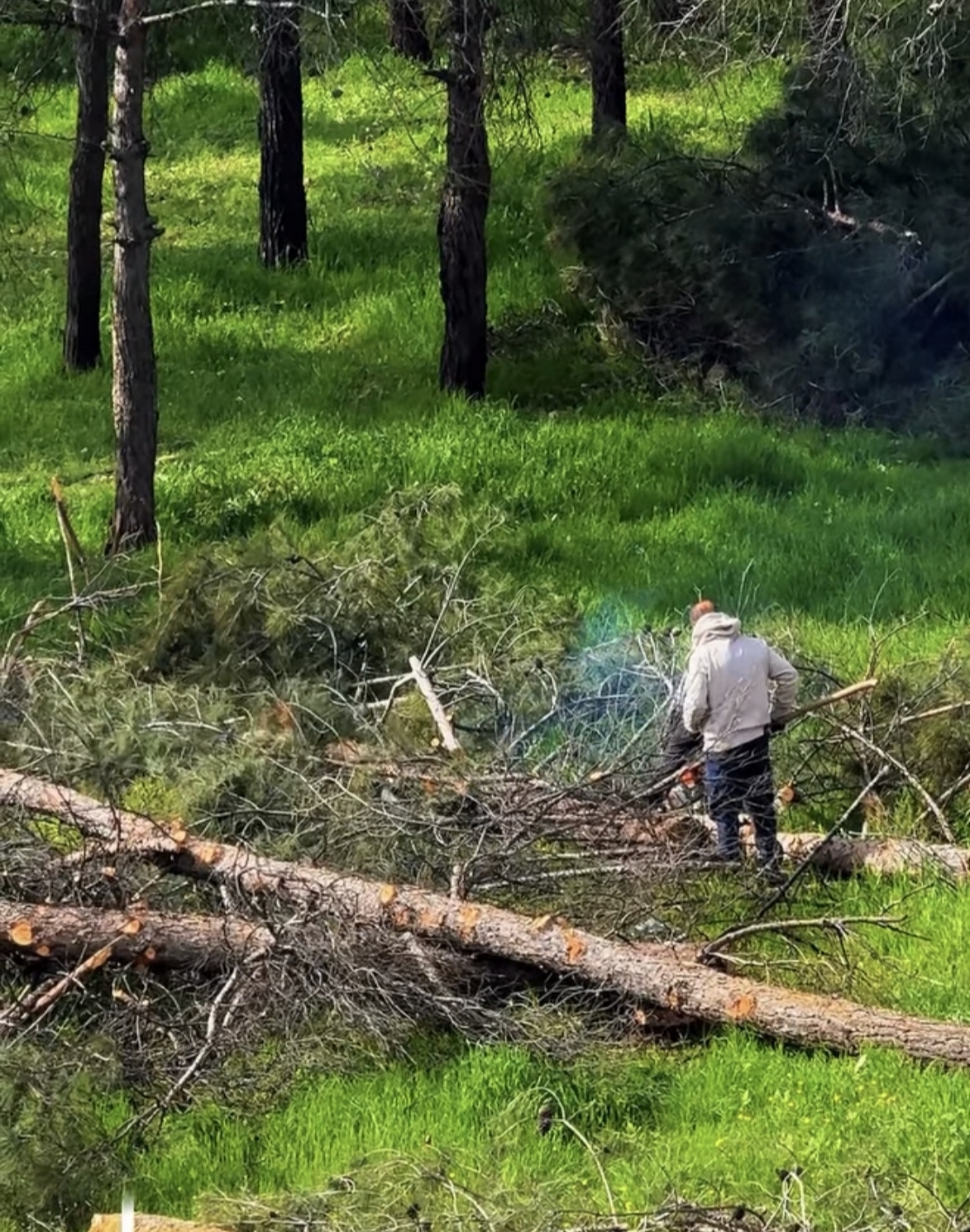 Adıyaman’ın Yunus Emre Mahallesi’nde Yıllardır Büyüyen Yetişkin Çam Ağaçları Bir Grup İşçi Tarafından Göz Kırpmadan Kesildi.