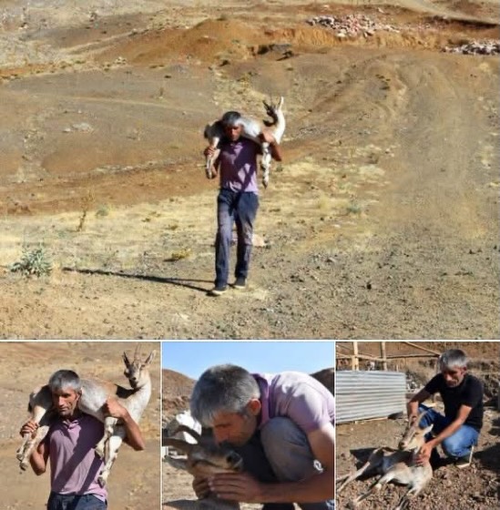 Yaralı Bulduğu Dağ Keçisini Tedavi Ettirebilmek İçin 17 kilometre Sırtında Taşıdı