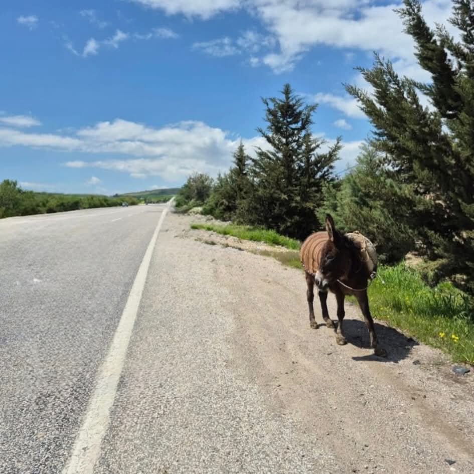Kahta–Adıyaman Karayolunda Tehlike: Sahipsiz Eşek Trafiği Aksatıyor