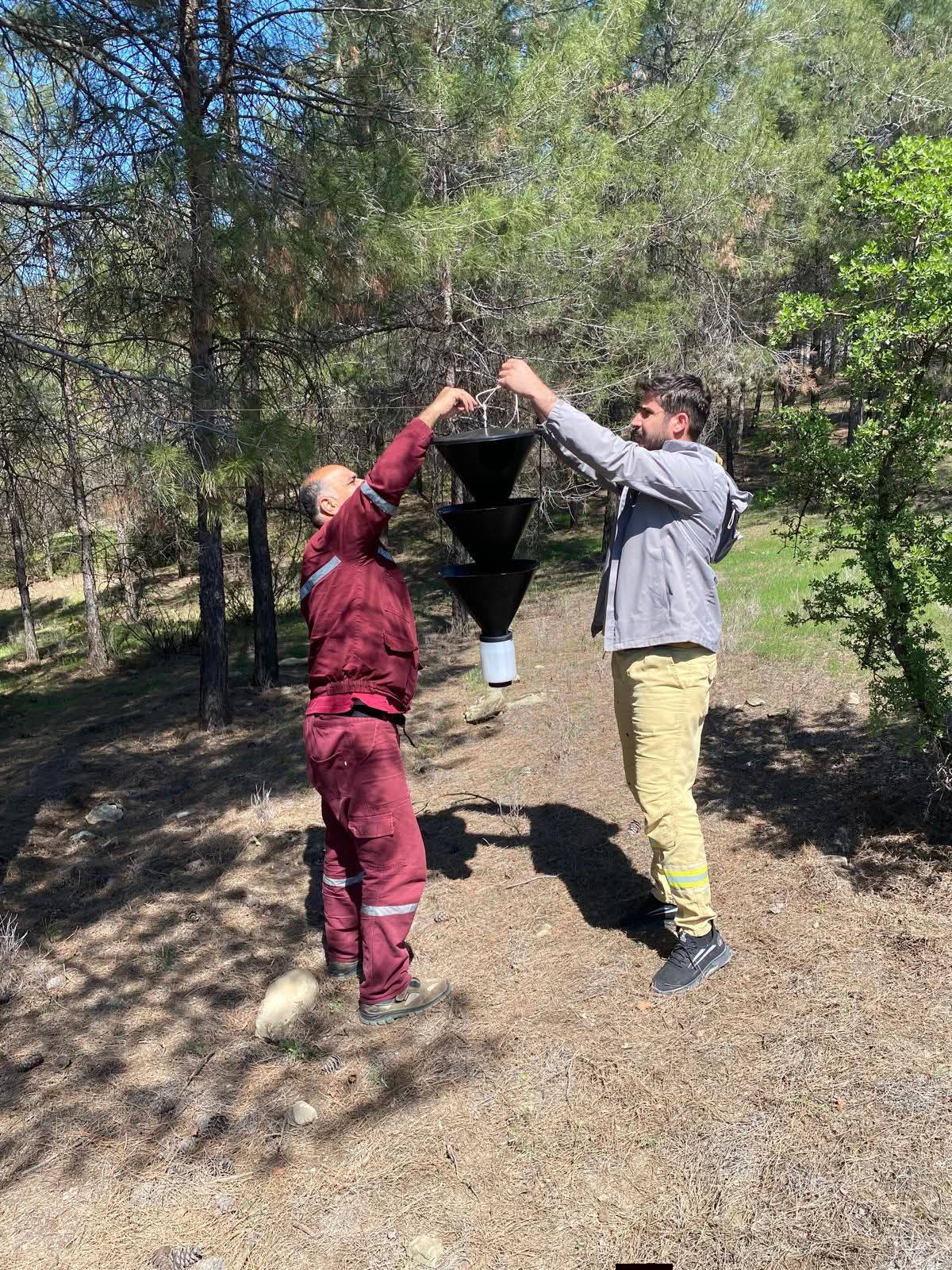 Besni’de Orman Zararlılarıyla Mücadelede Feromon Tuzakları Devrede