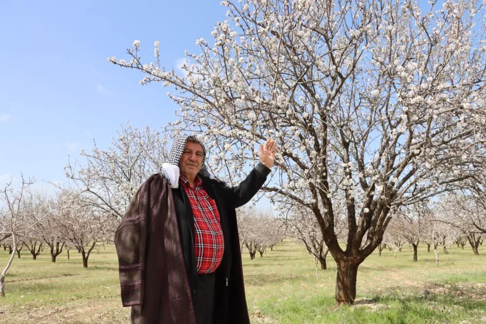 Türkiye'de Badem Üretiminde Zirvede Adıyaman yer alıyor.