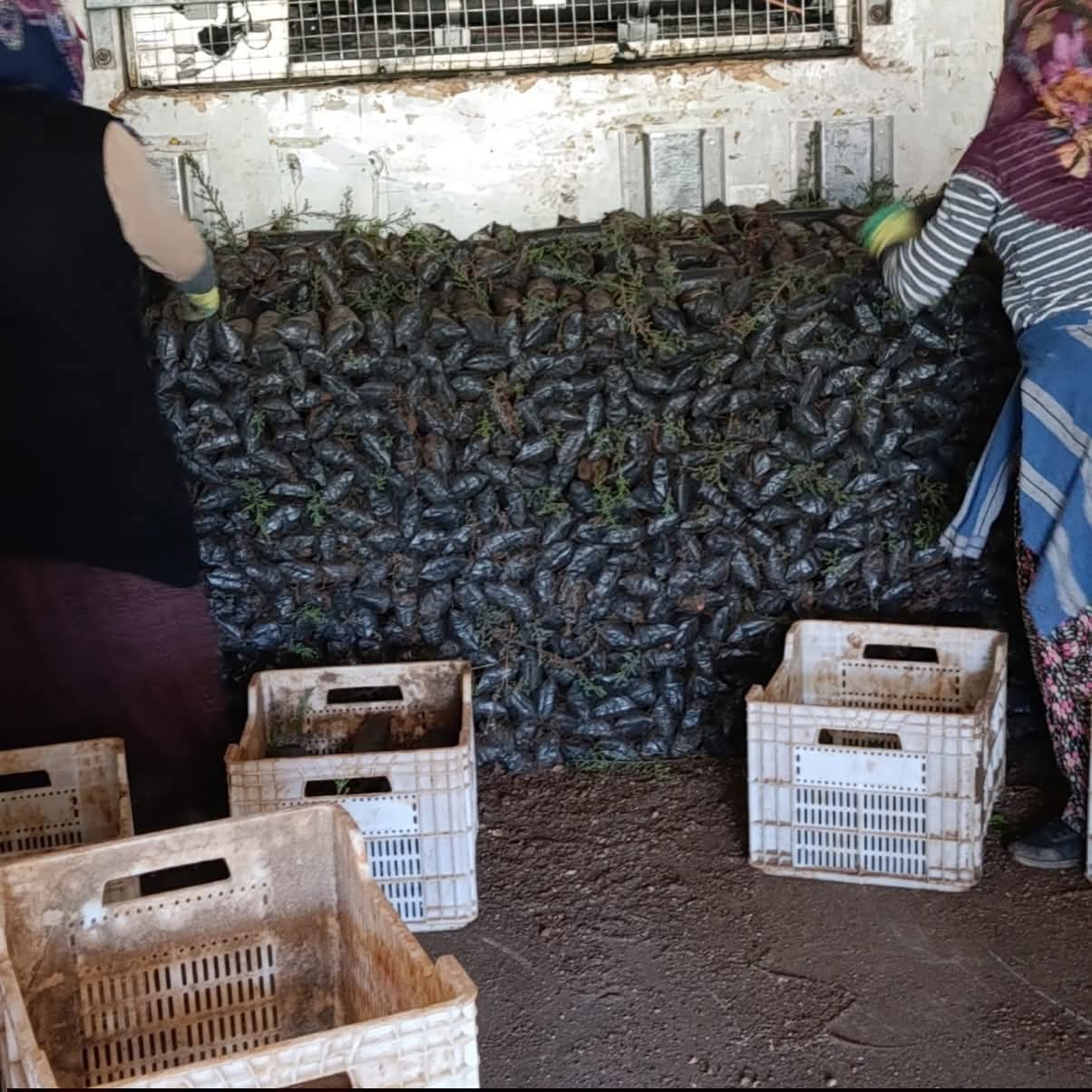 Adıyaman Orman Fidanlık Müdürlüğü’nde yetiştirilen binlerce fidan, kardeş ülke Azerbaycan’a gönderilmek üzere yola çıkarıldı. - 2